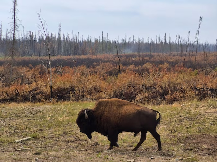 Un bison des bois mâle près d'une zone récemment brûlée à Mackenzie, dans les Territoires du Nord-Ouest.