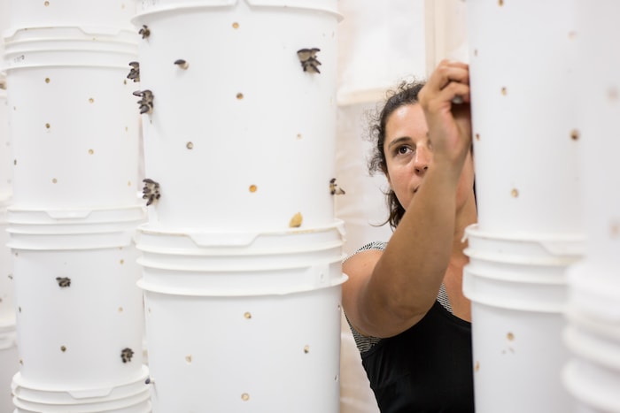 Dominique Lynch-Gauthier cueille des pleurotes dans une serre de Blanc de Gris.