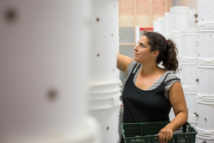 L'entrepreneure Dominique Lynch-Gauthier cueille des pleurotes dans l'une des serres de Blanc de Gris.