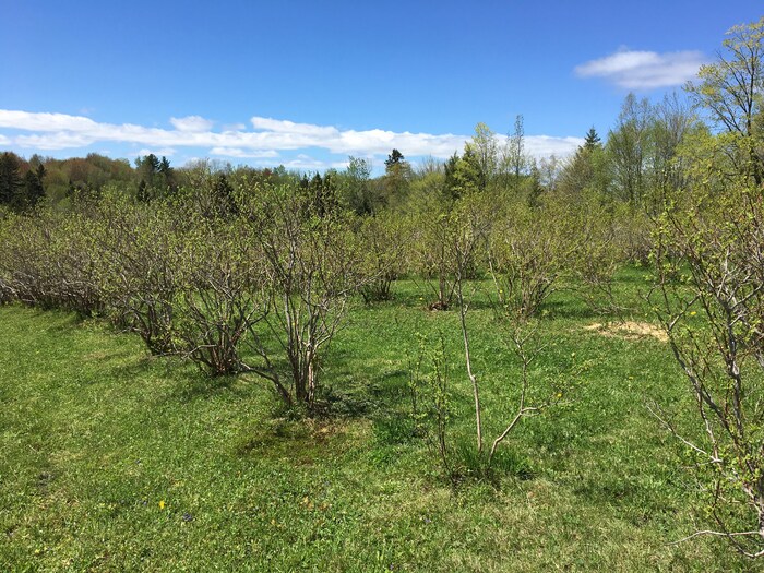 Située dans une pente abrupte, une bleuetière sauvée des pluies Radio