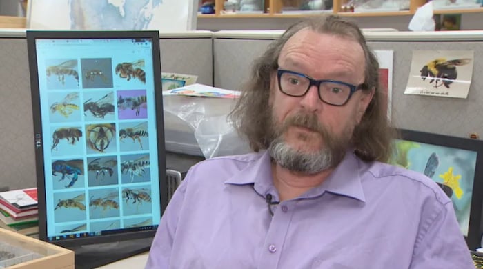 Un monsieur avec une barbe grise assis devant un ordi où on voit des abeilles à l'écran.
