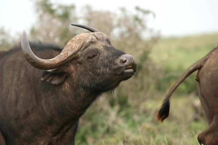 Un buffle d'Afrique mâle renifle le derrière d'une femelle.