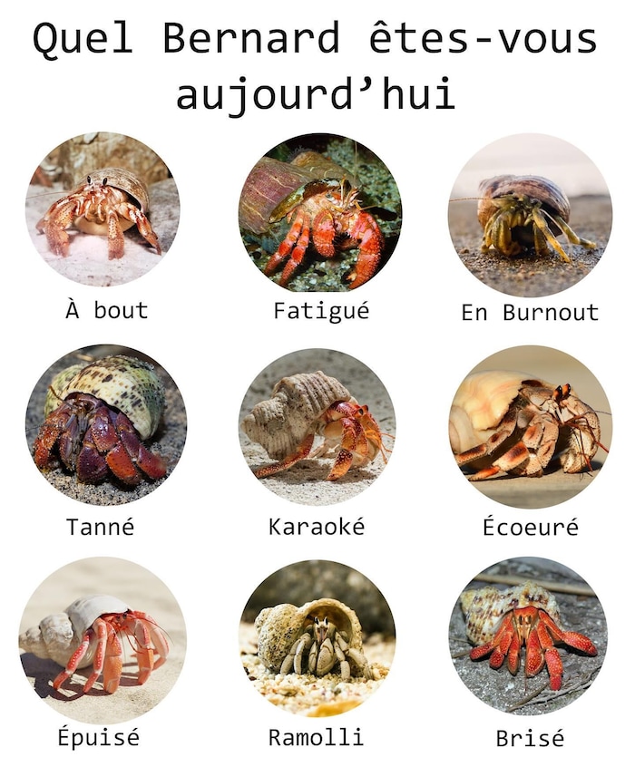Neuf images représentant des bernard-l'hermite et une gamme d'émotions différentes. 