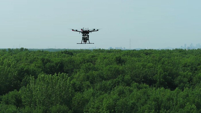 Un drone survole la cime des arbres.