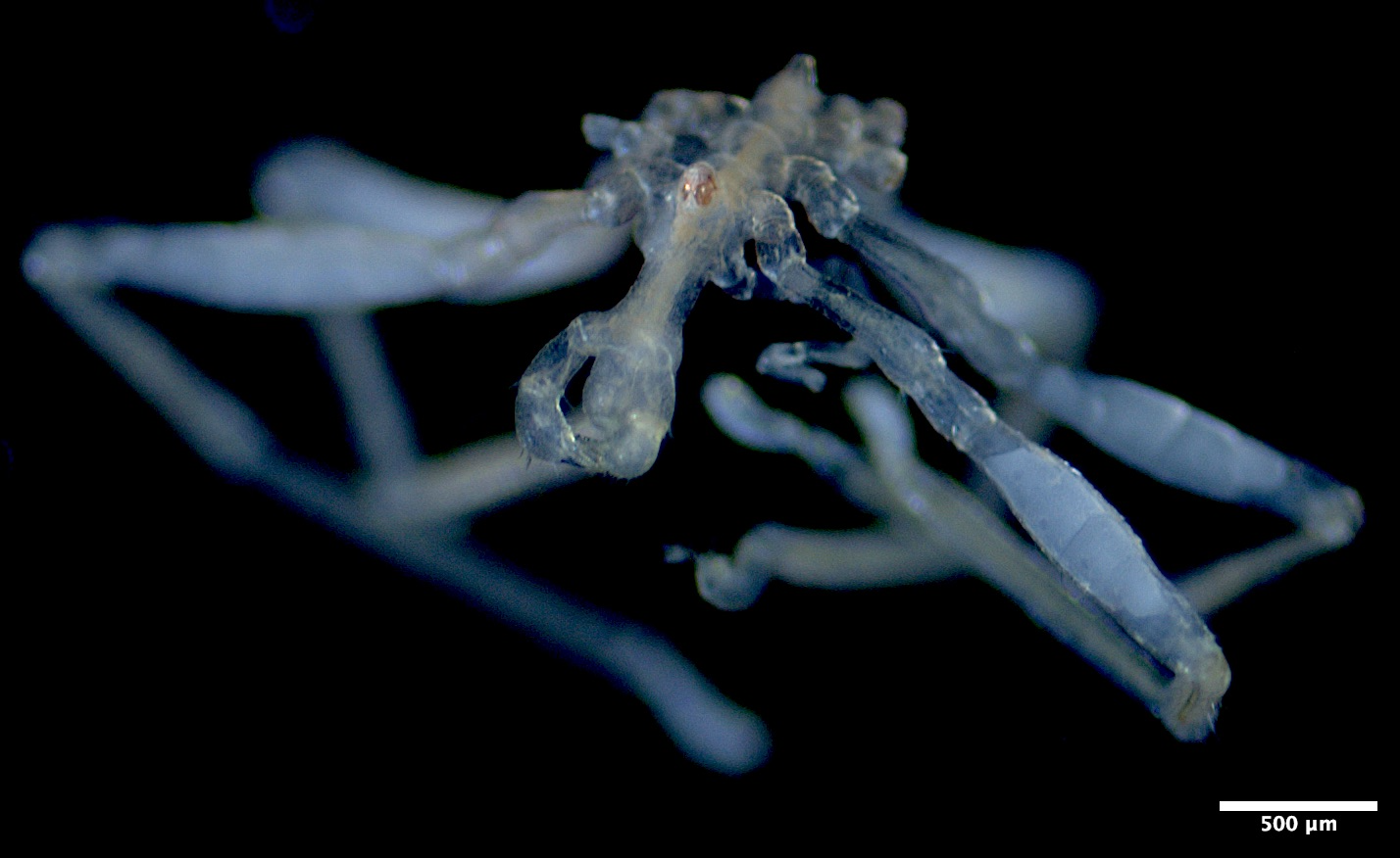 Un tout petit pycnogonide (ressemble à une araignée) avec de gros yeux et une trompe.