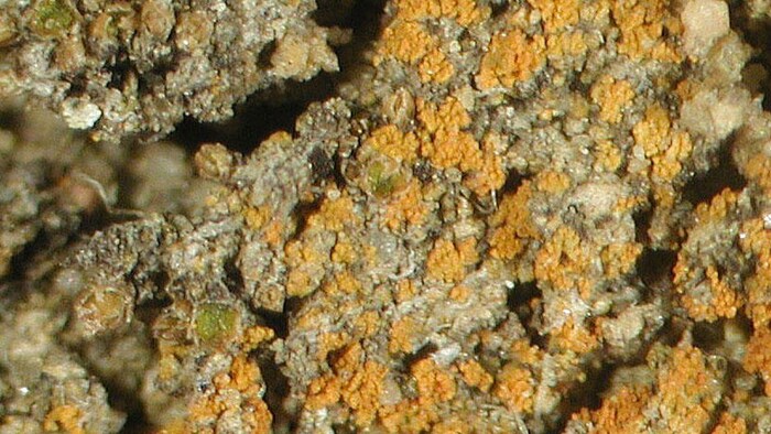 Caloplaca obamae