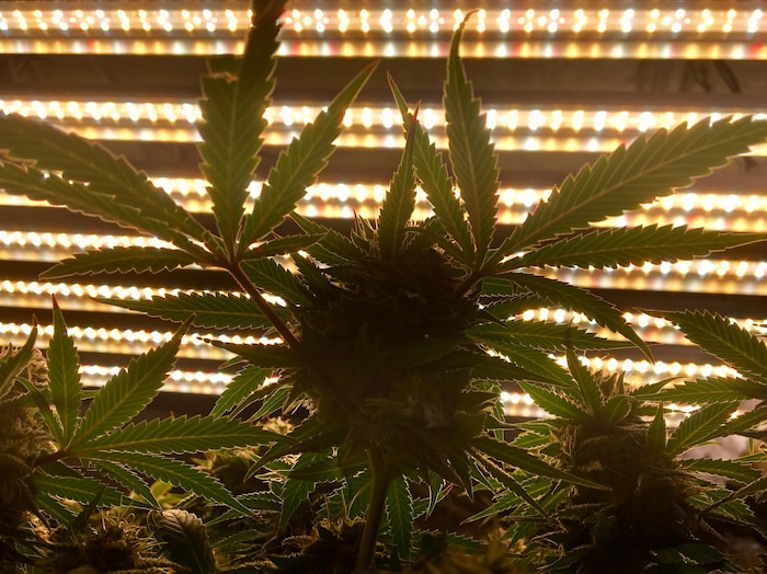 Comment planter et repiquer du Cannabis - Saison, astuces et autres infos