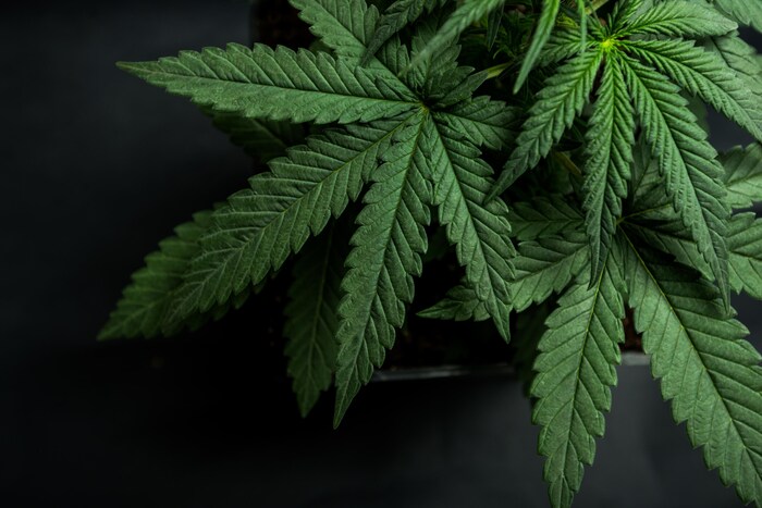 Feuille de plant de cannabis.
