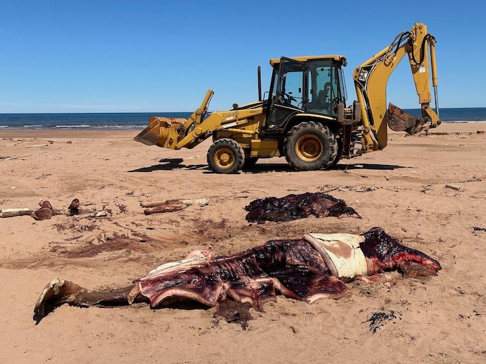 Une carcasse de béluga et une pelle mécanique sur une plage.