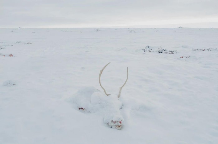 Une photo d’une carcasse de caribou couverte de neige.