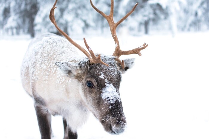 Un jeune caribou au pelage blanc et brun, recouvert partiellement de neige.