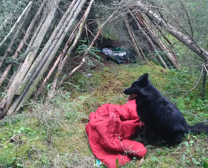 Cazz, un chien de recherche et de sauvetage de Parcs Canada, se tient devant un campement illégal situé à la périphérie de la ville de Banff.