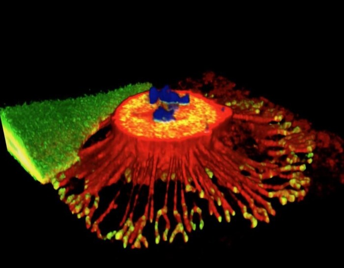Illustration 3D d'une cellule cancéreuse sur le point de subir une division cellulaire.