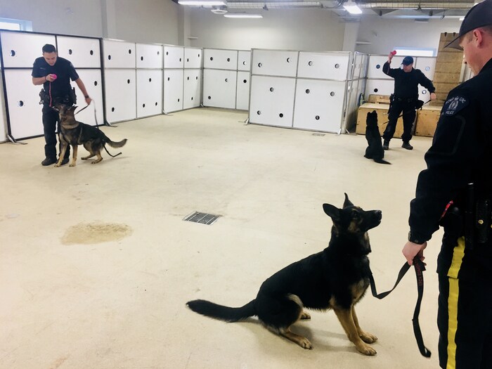 Une salle d'entraînement où l'on voit 3 chiens, 3 policiers et un mur blanc rempli de trous.
