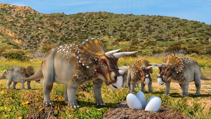 Représentation artistique de dinosaures cératopsiens qui surveillent des oeufs.