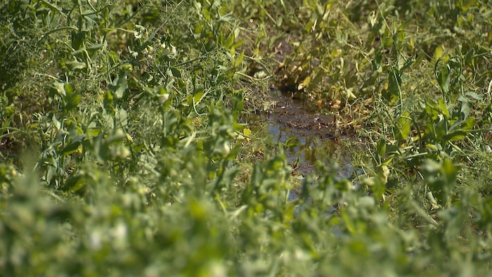 Un champ de canola inondé dans le sud de l'Alberta à la suite de pluies diluviennes, juillet 2026.