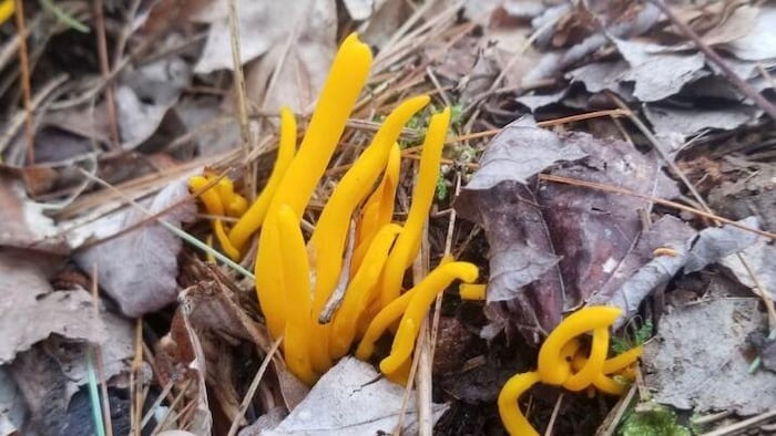 Un champignon qui ressemble à un corail jaune qui se dresse au milieu d'un tapis de feuilles mortes.