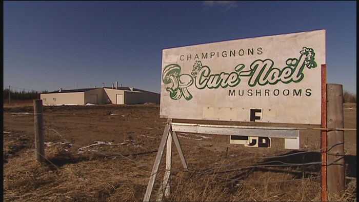 Faire pousser des champignons… ici, au Québec? – Vivre à la campagne