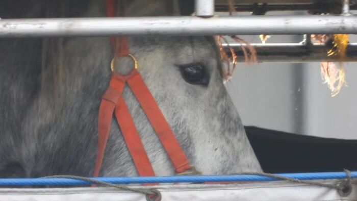 Un cheval est déchargé à Kagoshima, au Japon, le 17 décembre 2024, en provenance de Winnipeg, au Manitoba.