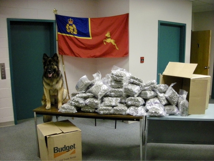 Un chien renifleur se tient sur une table. À côté de lui, on voit des sacs remplis de drogue.