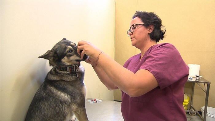 Un chien de Uashat-Maliotenam se fait vacciner contre le parvovirus.