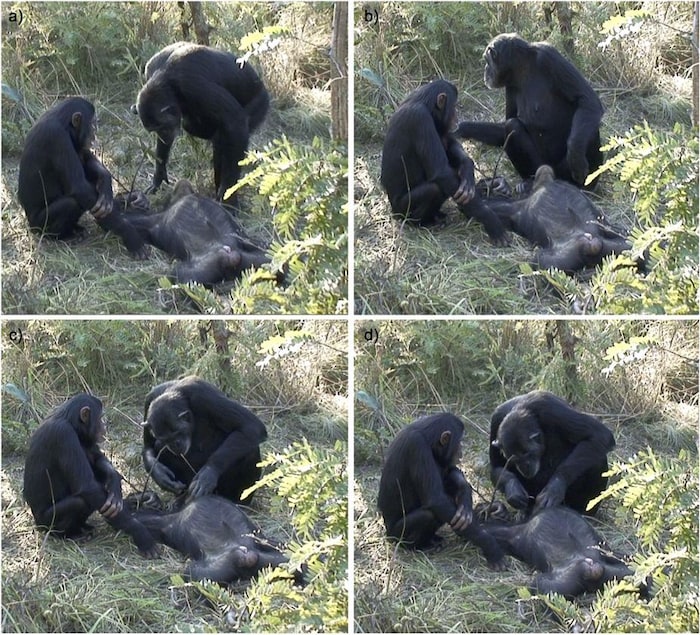 On voit la femelle chimpanzé manipuler le corps de son bébé, au sol.