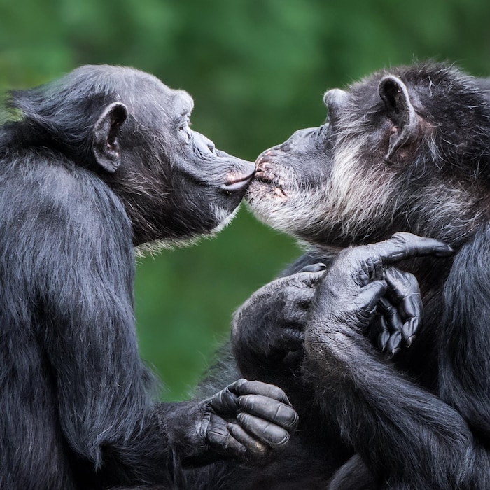 Deux chimpanzés s'embrassent.