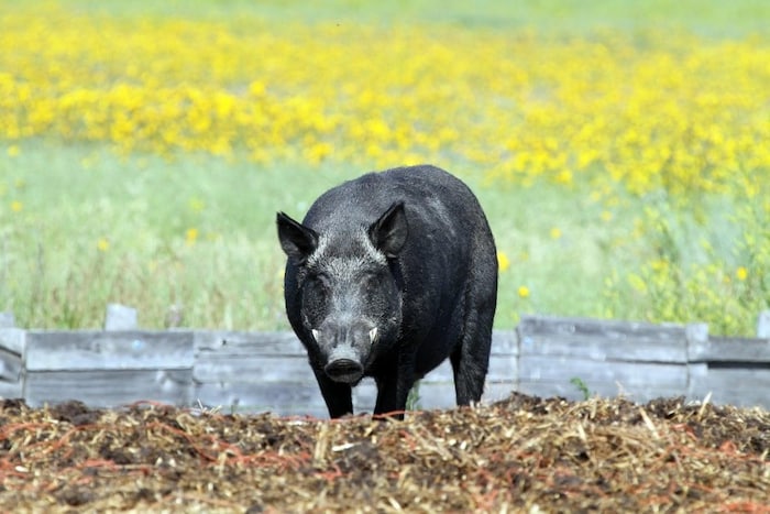 Un cochon sauvage.