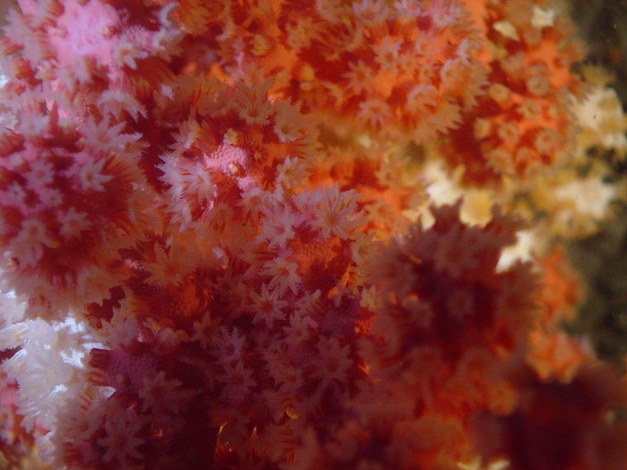 Les océans recèlent encore bien des secrets selon Robert Rangeley. Ici, on voit une espèce de cora « bubblegum ».