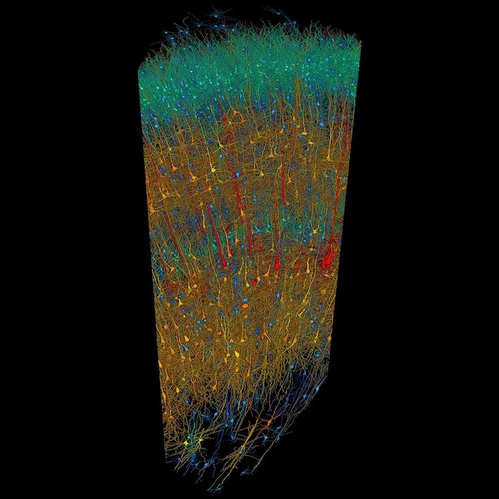 La plus grande reconstitution 3D à résolution synaptique d'un morceau de cerveau humain à ce jour.
