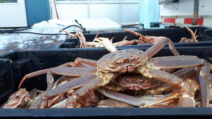 Crabes au marché