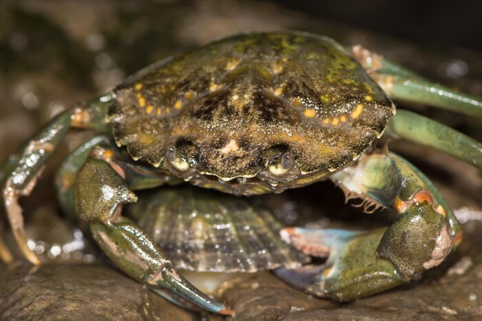 Plan rapproché de la carapace et des deux pinces d'un crabe vert vivant, posé sur des rochers.