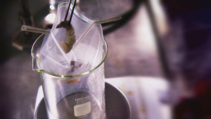 On voit une crevette crue tenue à l'aide de pinces au-dessus d'un sac en plastique placé dans un bécher.