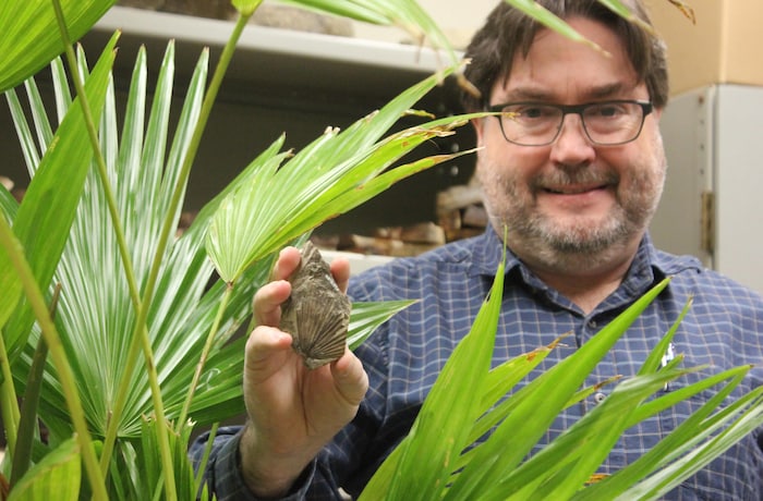 David Greenwood et le fossile de la toute nouvelle espèce de palmier préhistorique