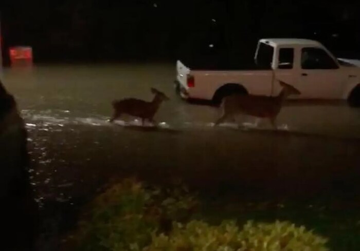 Two deer wade down a flooded street in Langley on Sunday night. Parts of the Fraser Valley were overcome by water after more than a day of heavy rain. 