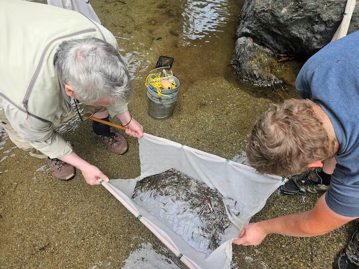Deux hommes rassemblent des poissons pour les transférer dans des seaux en vue de leur transport vers le lac Cowichan, en Colombie-Britannique.