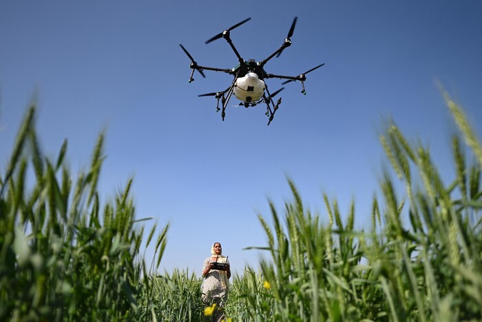 Une femme vêtue d'un sari blanc à pois est debout dans un champ agricole. Elle tient une télécommande et lève la tête pour observer le drone qu'elle fait voler au-dessus des cultures.
