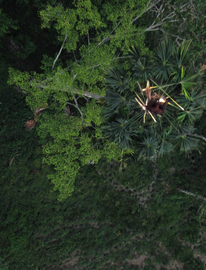 Un drone est utilisé pour recenser les populations d'orangs-outans en Indonésie.