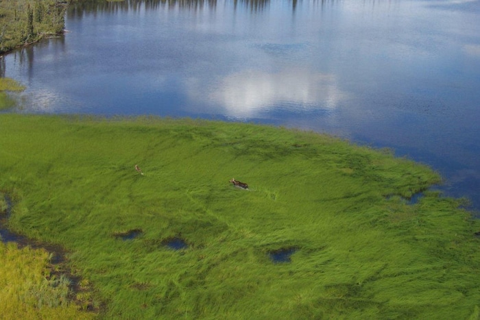 Un orignal traverse l'herbe sur le bord d'une étendue d'eau.  