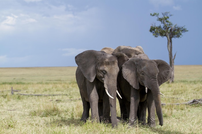 Des éléphants dans le Parc national de Gorongosa au Mozambique.