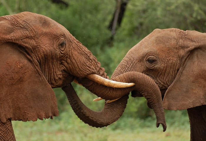 Deux éléphants.