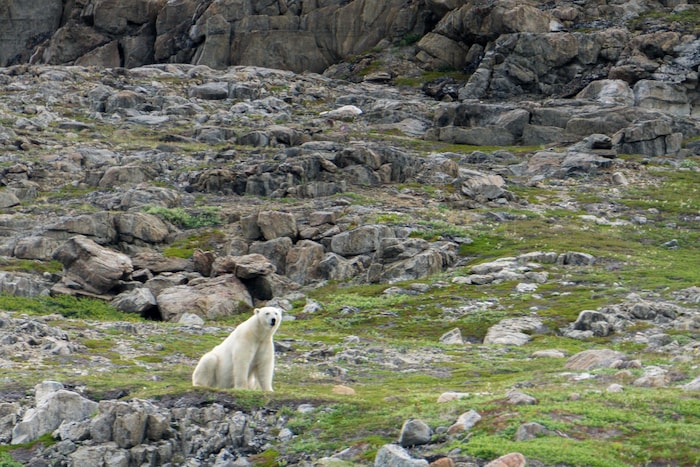 Pendant leur périple, les aventuriers ont croisé une dizaine d'ours polaires. L'équipe a installé une clôture autour de leur campement pour éviter une visite surprise.