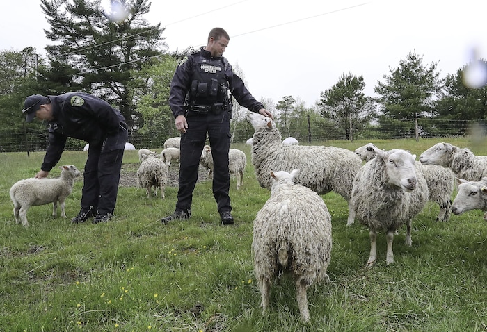 Deux agents de la faune en uniforme caressent des moutons dans un pré, sous la pluie, au milieu d'un troupeau.