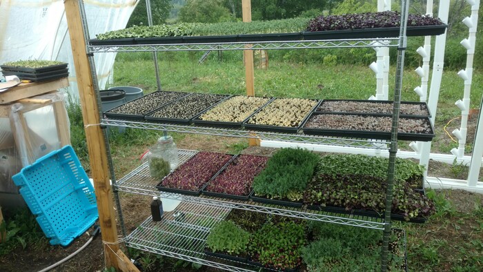 Pousses de légumes