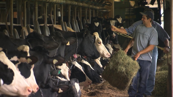 Des vaches dans une ferme laitière.