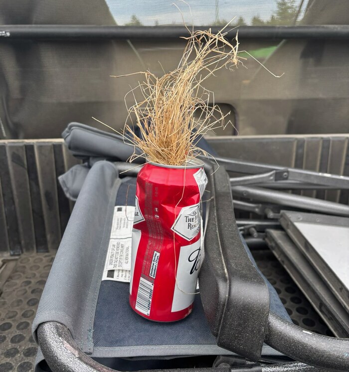 Une cannette cabossée rouge et blanc de Budweiser avec de longs morceaux de foin jaune qui sortent de l'ouverture.