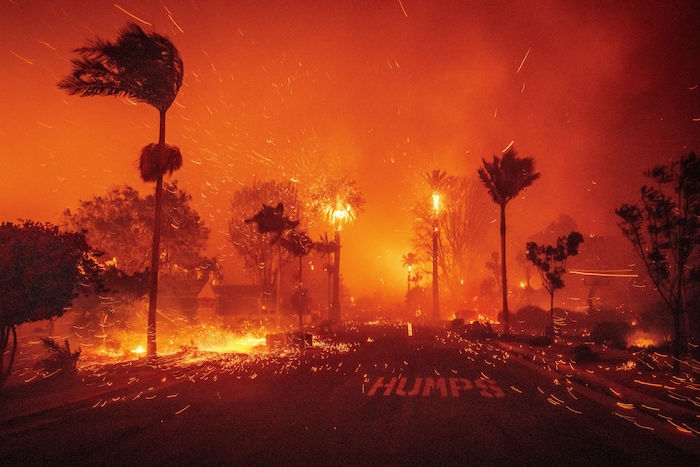 Un incendie ravage une rue de Los Angeles et réduit en cendres les palmiers qui se trouvent en bordure.