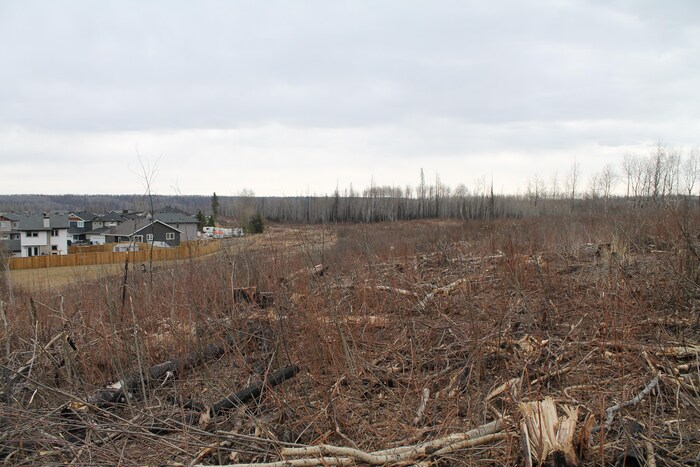 Une bande de terrain, près des résidences, où les arbres brûlés ont été abattus.