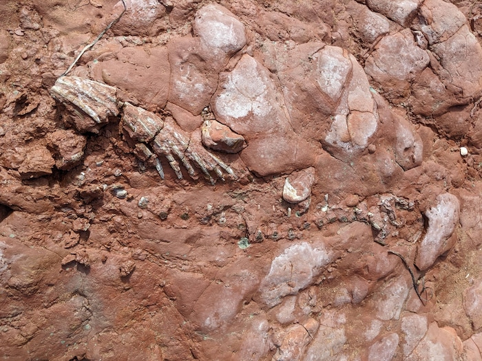 Photo du fossile dans la roche et la boue.