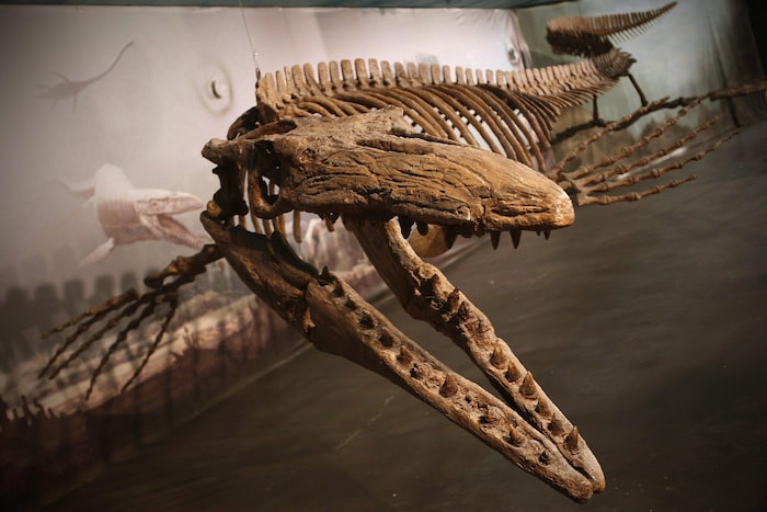 Le fossile d'une gigantesque créature marine.